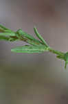 Rough hedge hyssop